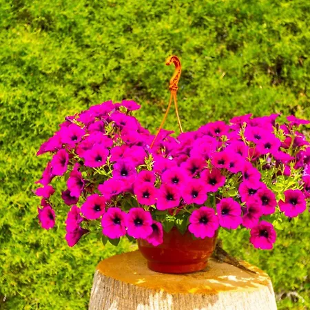 Villa Halima Alexandros Polis