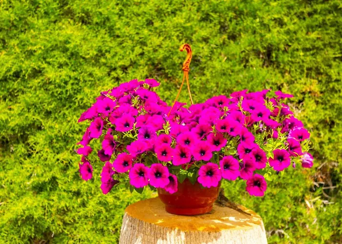 Willa Halima Alexandros Polis